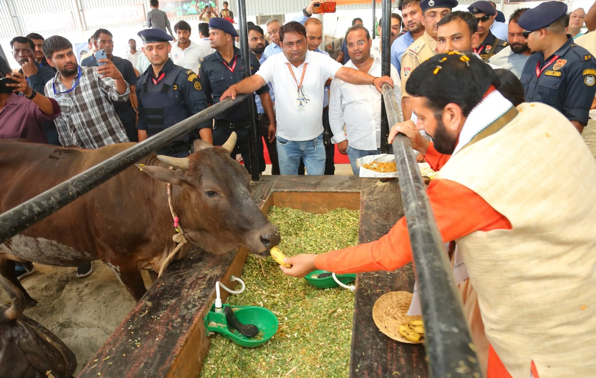 गाय हमारी संस्कृति की आत्मा..आज राज्य में 683 पंजीकृत गौशालाएं में 4 लाख बेसहारा गौवंश का हो रहा पालन-पोषण : सीएम सैनी