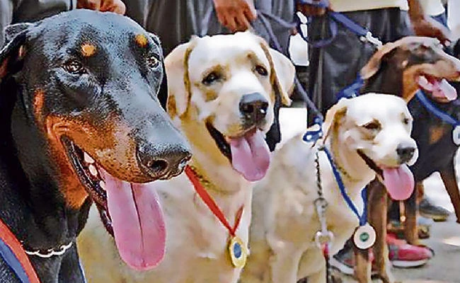 नशे के खिलाफ भिवानी पुलिस बड़ा कदम  : डॉग स्क्वायड की टीम मुस्तैद, चलाया सर्च अभियान