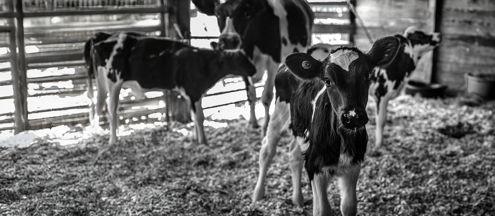 पानीपत जिले के गांव पत्थरगढ में मिले 5 गायों व 2 बछड़ों के सिर, क्षेत्र में मचा हड़कंप, मामला दर्ज