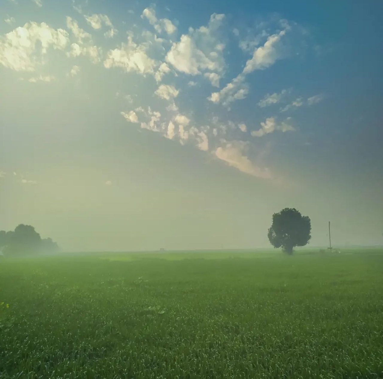 हरियाणा में कोहरे का यलो अलर्ट