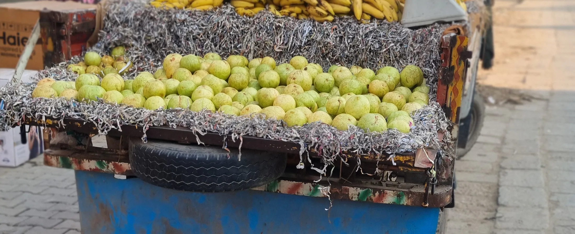 स्वाद और सेहतमंद गुणों के लिए जाना जाता है "राजस्थानी अमरूद"