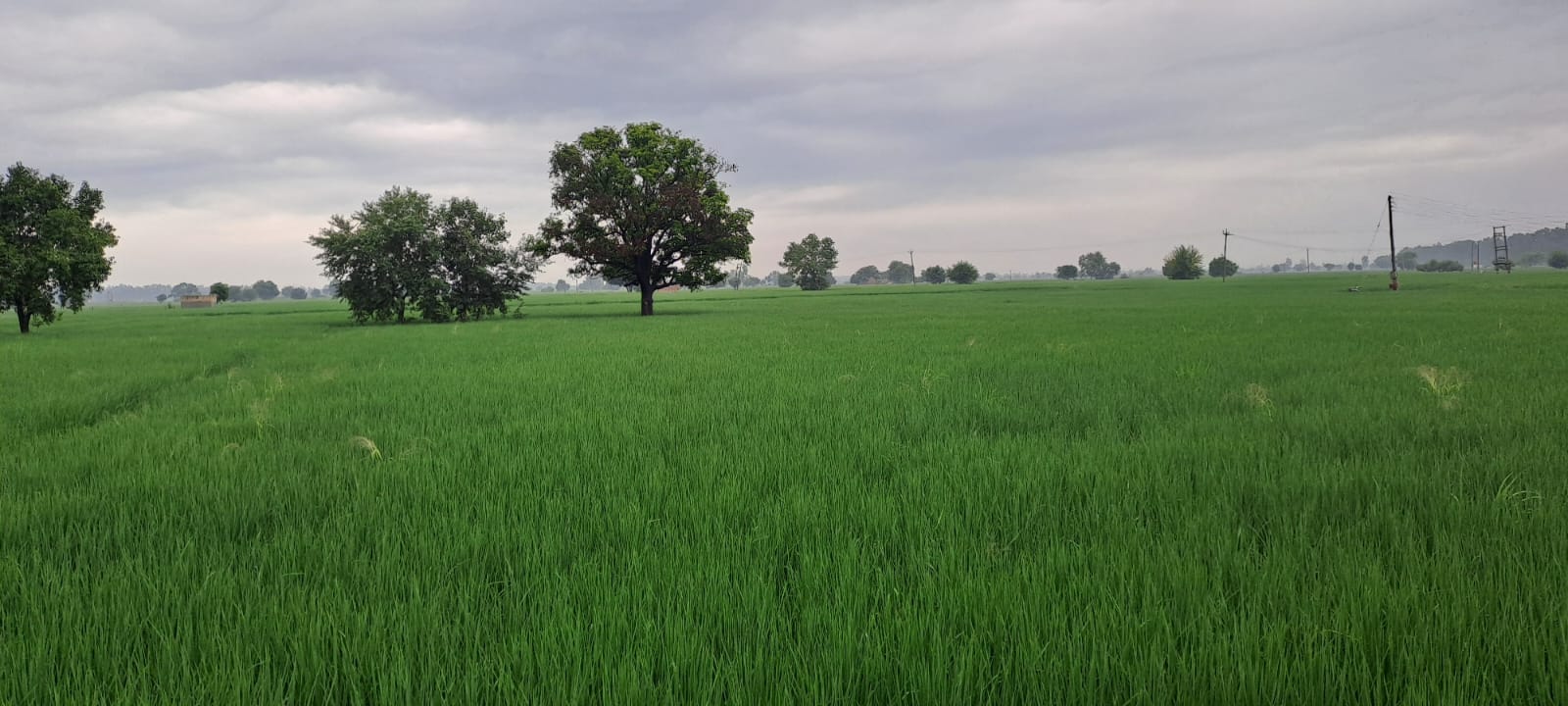 मौसम ने करवट ली : एक तरफ तेज धूप दूसरी तरफ सर्द हवाएं, जानें अगले पांच दिनों का कैसा रहेगा मौसम